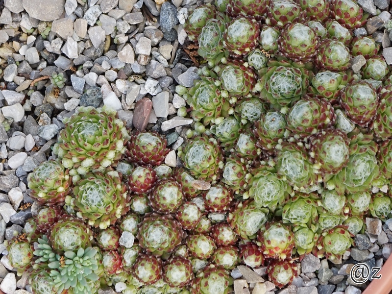 Sargentii