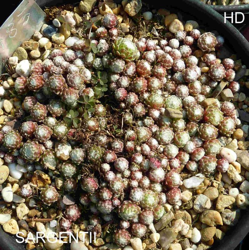 Sargentii