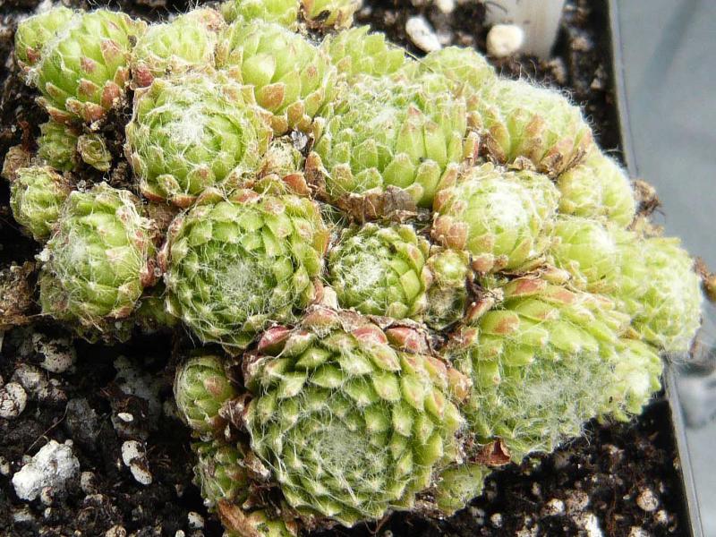 Sargentii