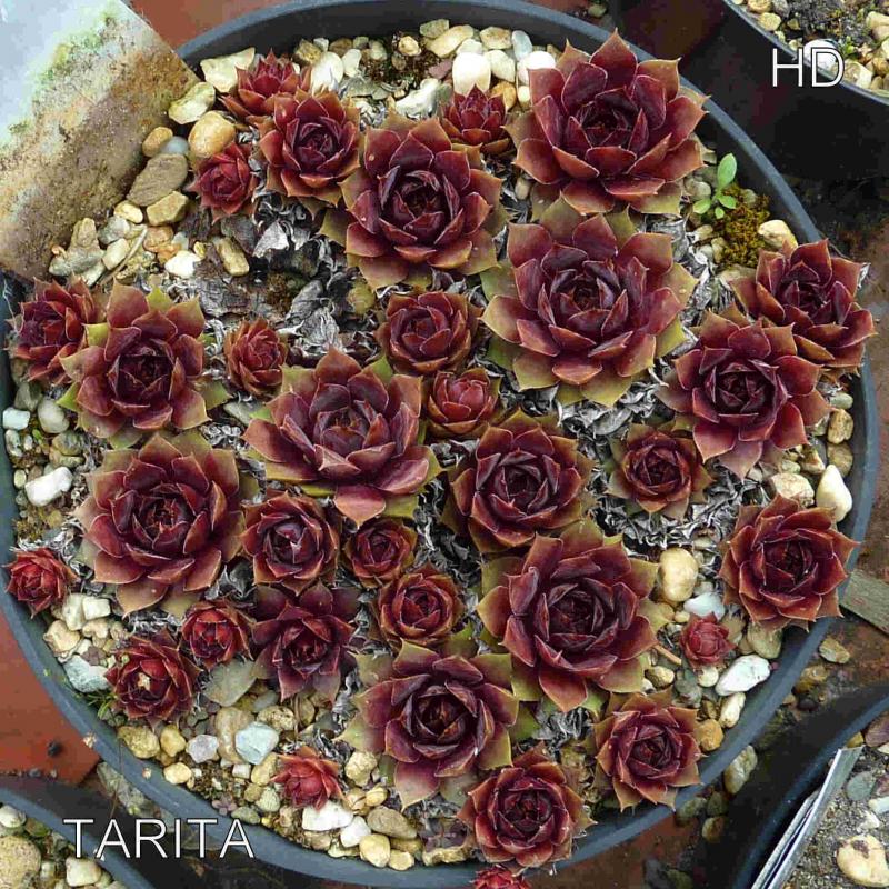 Tarita