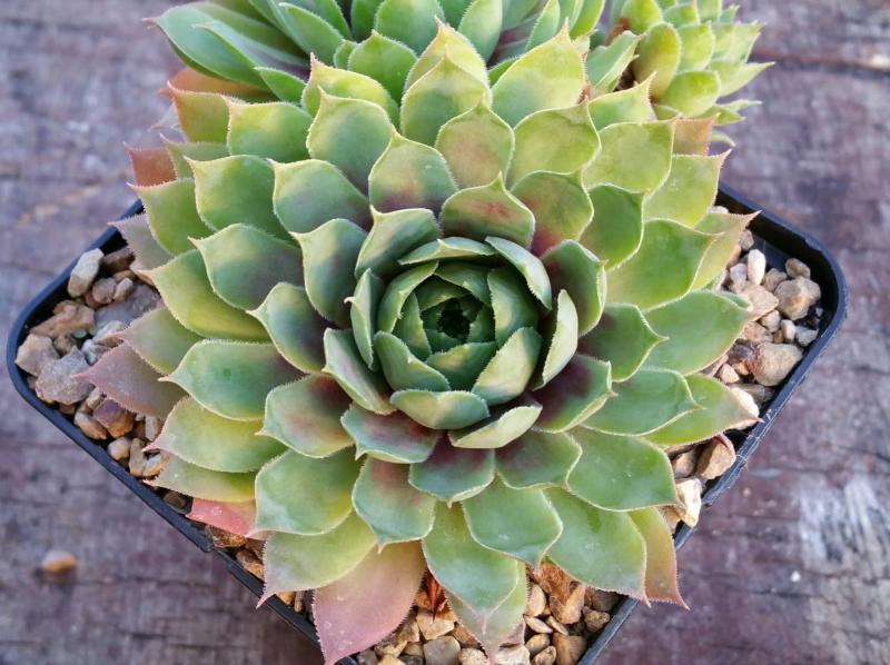 Shiva