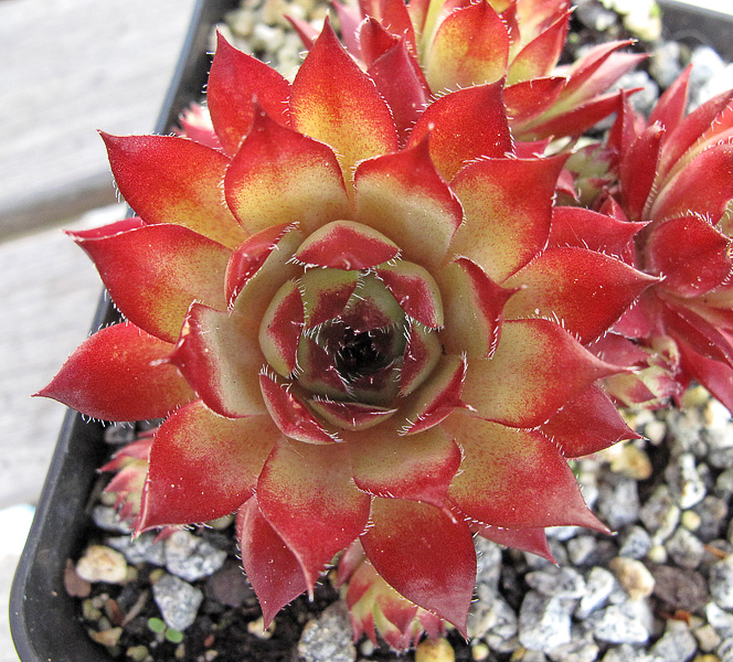 Glowing Embers
