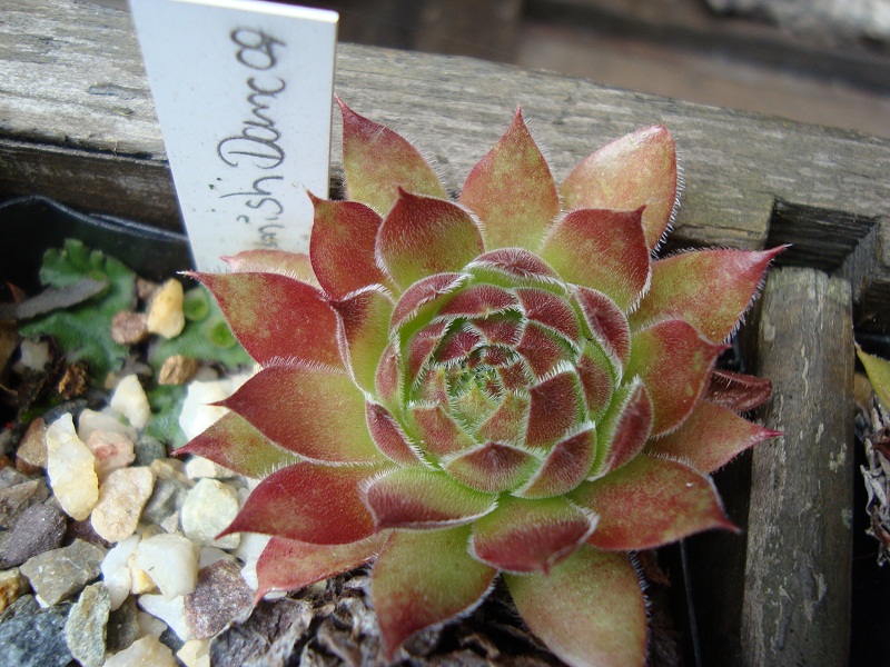Spanish Dancer