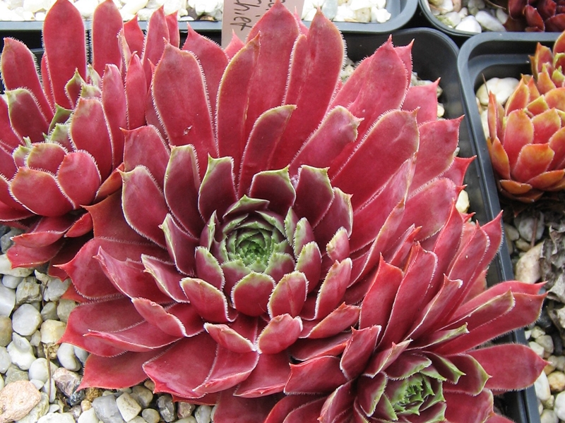 Red Chief