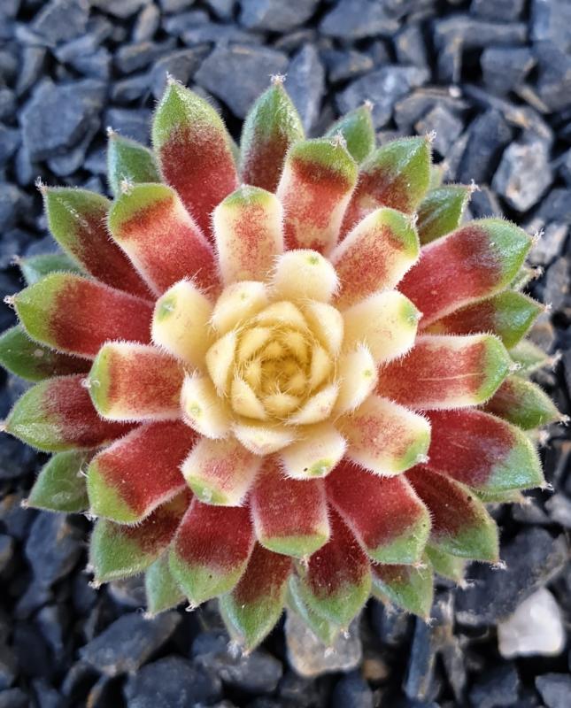 Sunburst