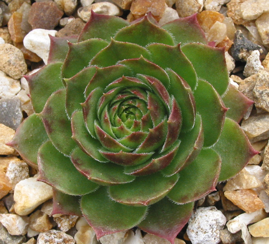 Spanish Dancer