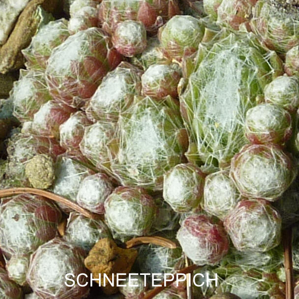 Schneeteppich