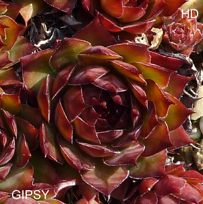 Gipsy