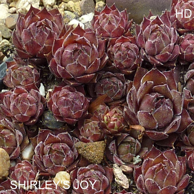Shirley's Joy