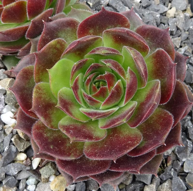 Spanish Dancer