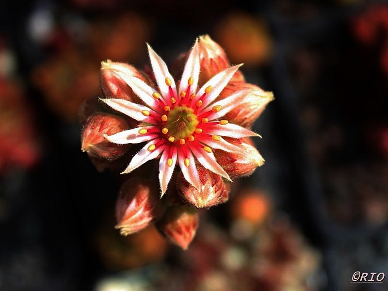 Spanish Dancer