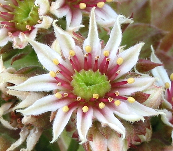 Spanish Dancer