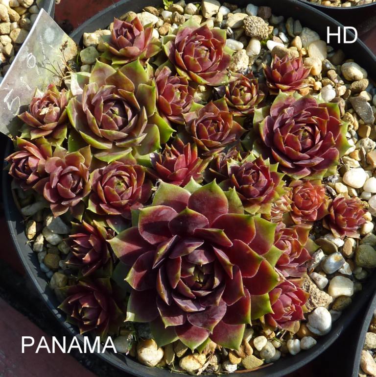 Panama