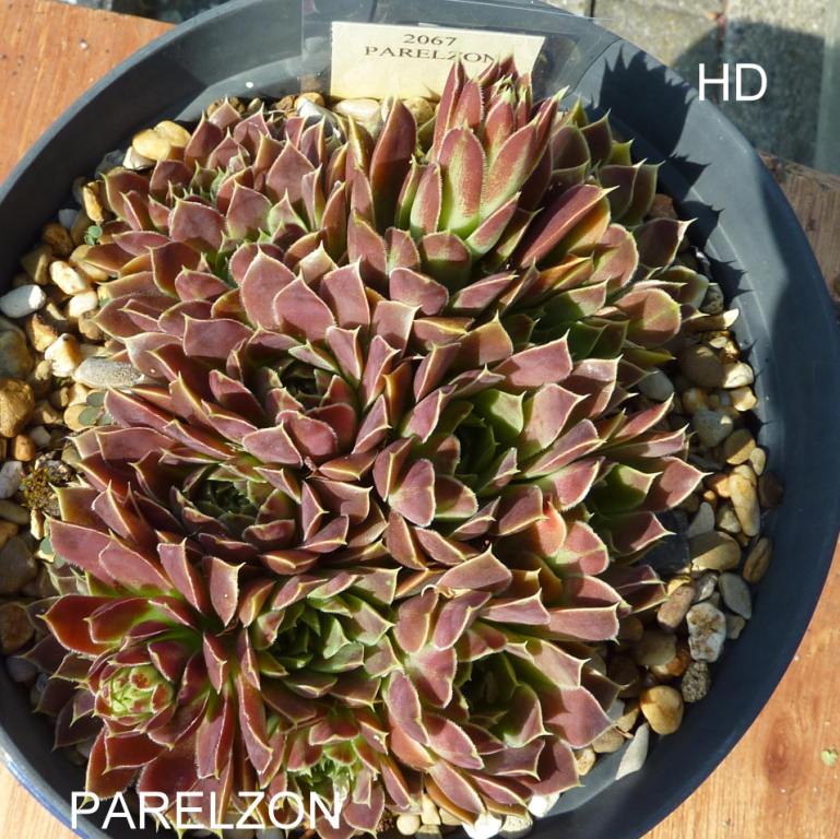 Parelzon / Jovi