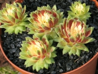 Sunburst