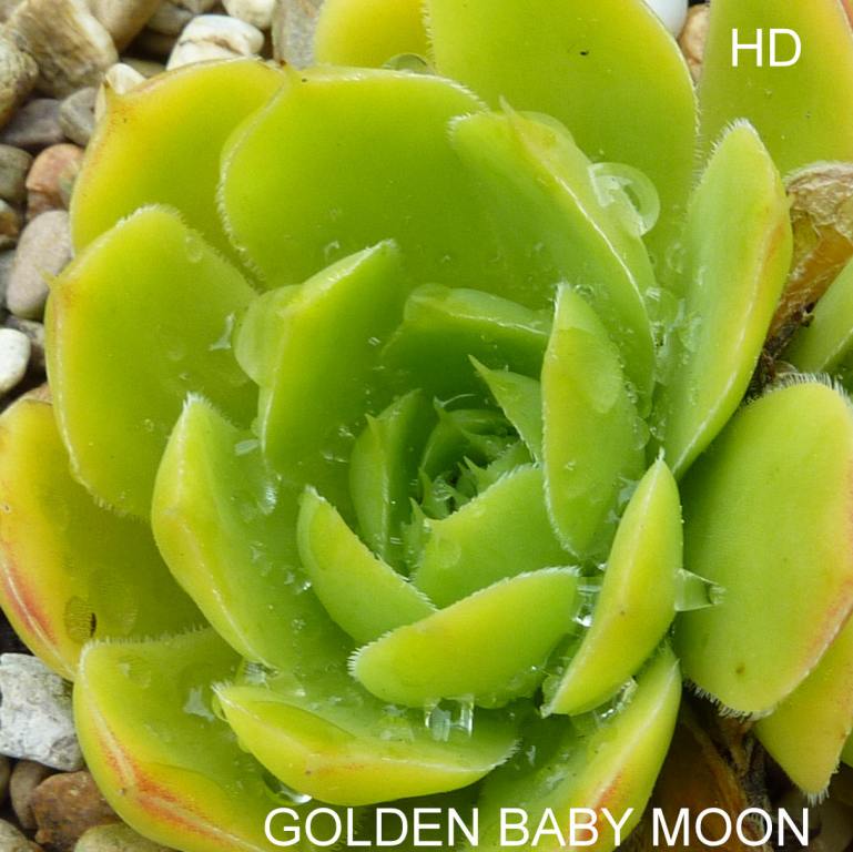Golden Baby Moon / Jovi