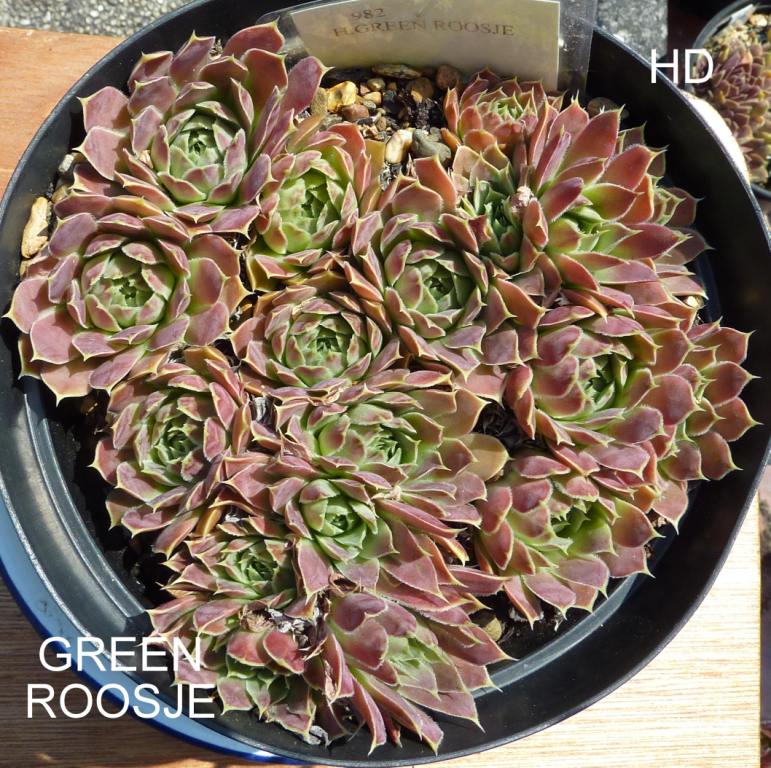 Green Roosje / Jovi
