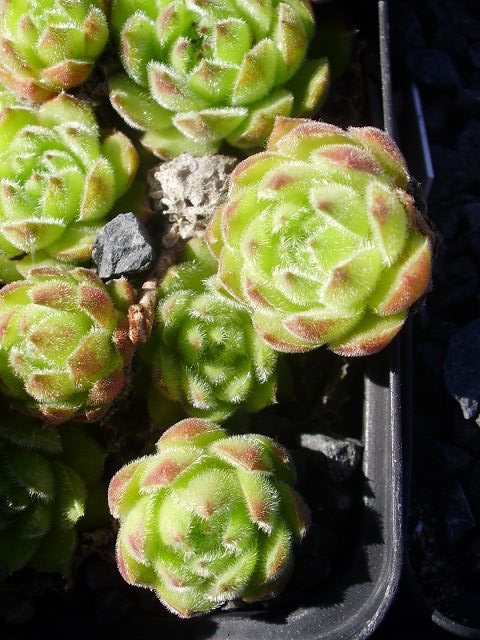 Grüne Rose