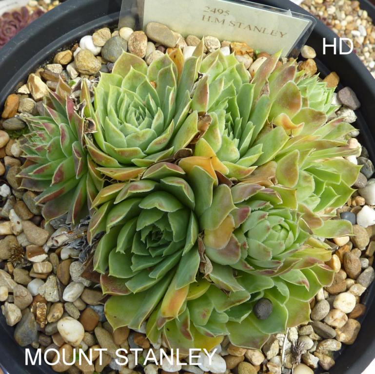 Mount Stanley / Jovi