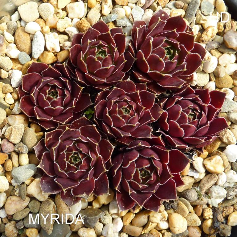 Myrida / Jovi