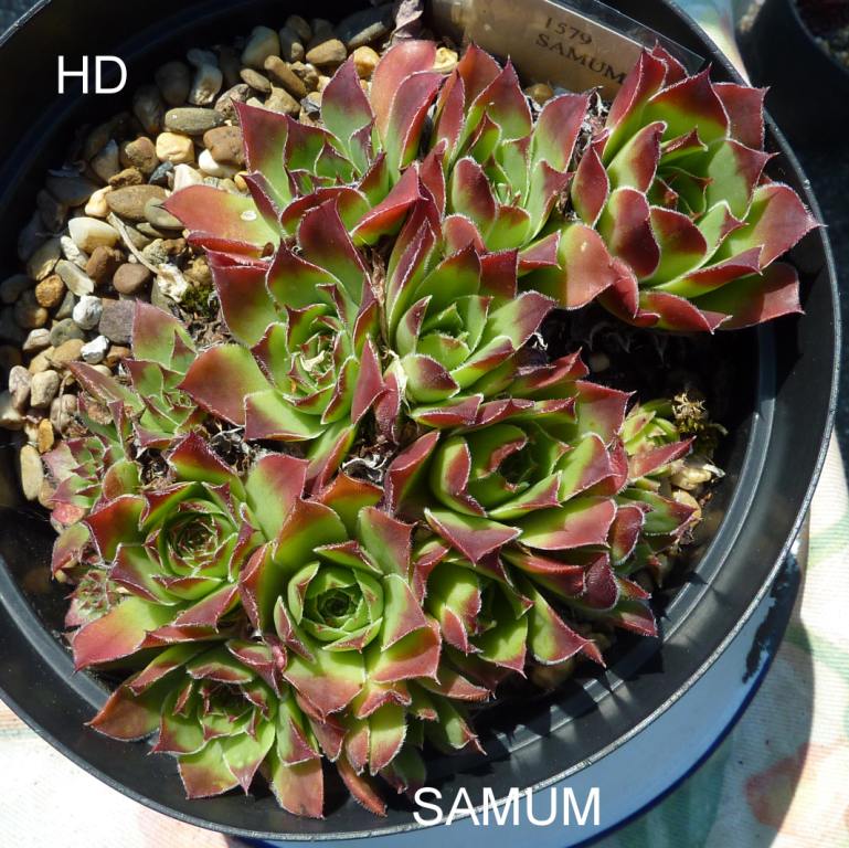 Samum / Jovi