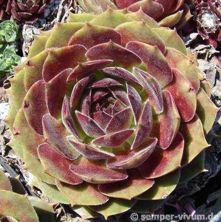 Spanish Dancer