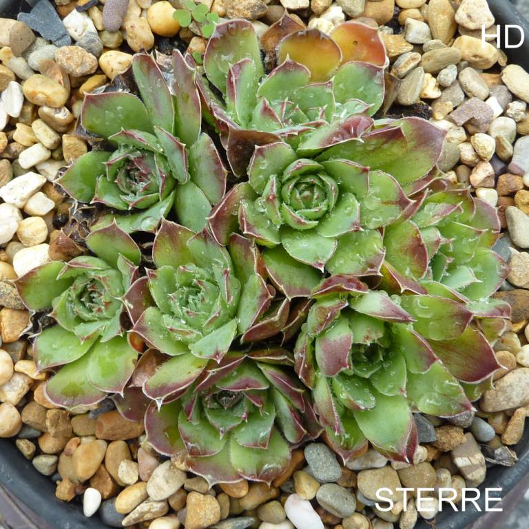 Sterre / Jovi