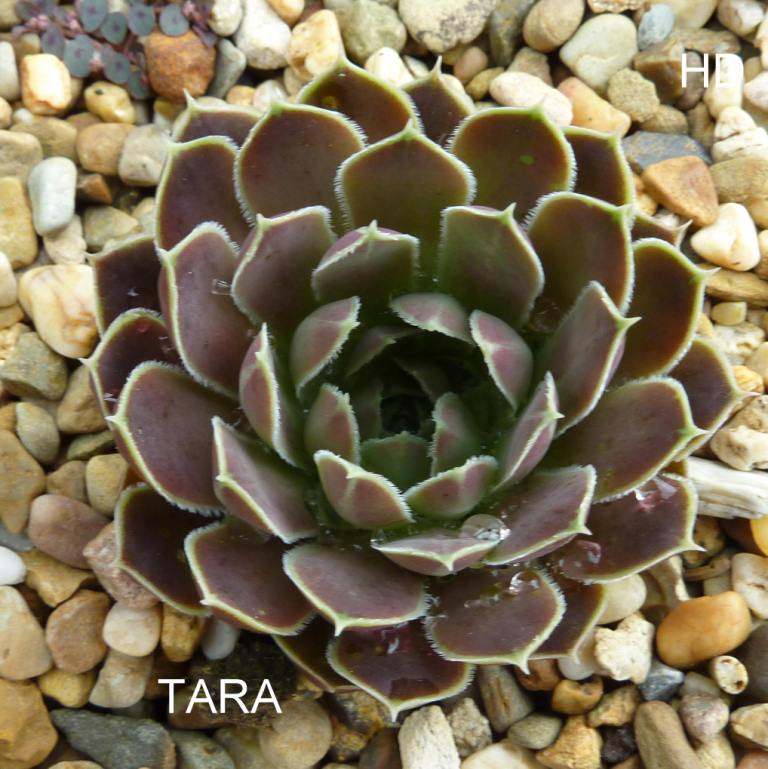 Tara / Jovi