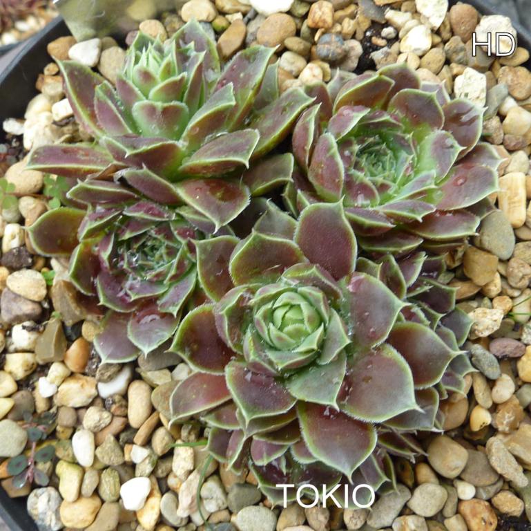 Tokio / Jovi