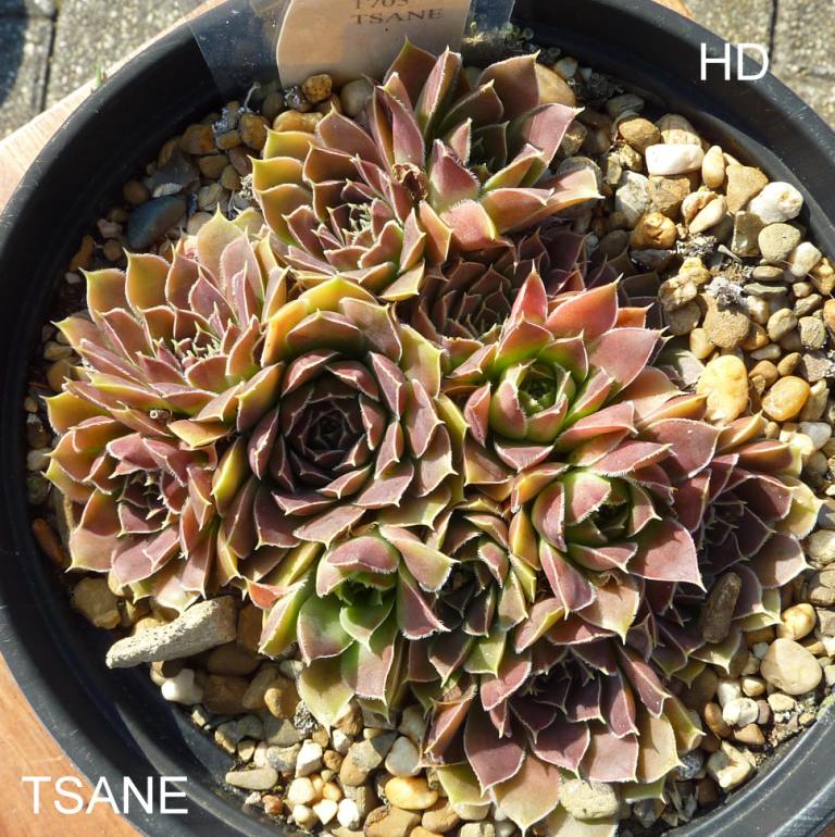 Tsane / Jovi