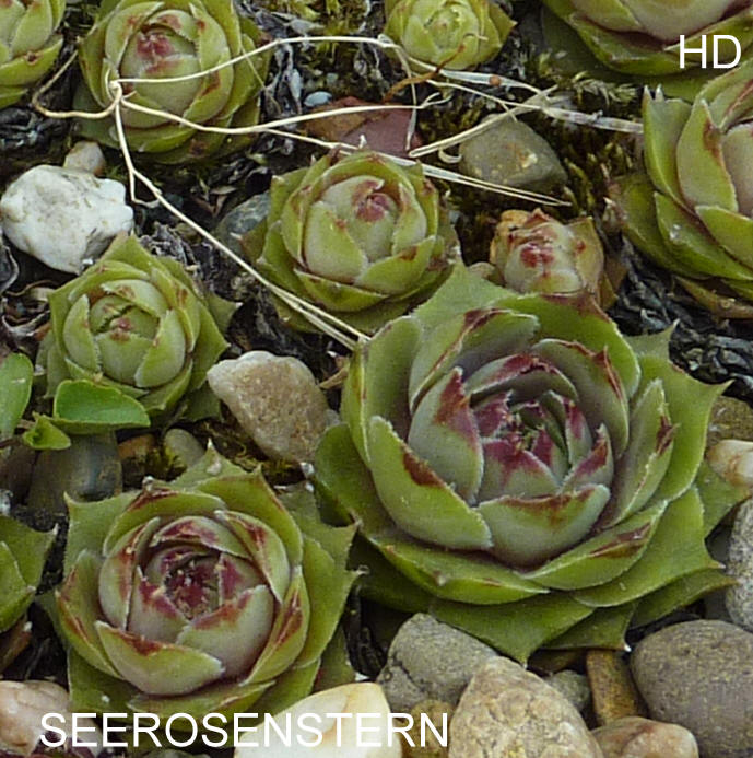 Seerosenstern
