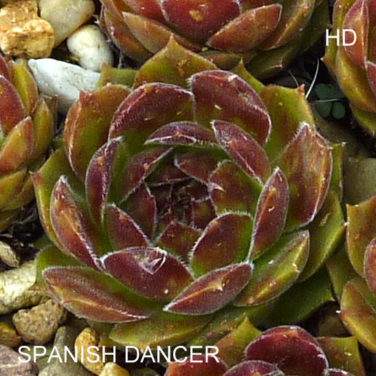 Spanish Dancer