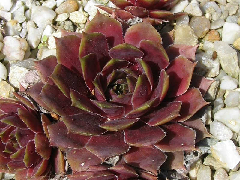Red Chief