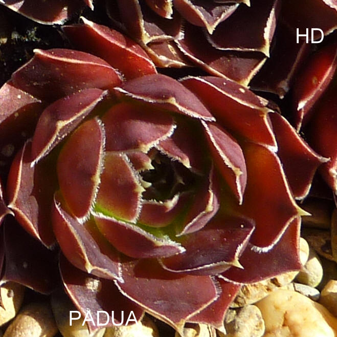 Padua / Jovi