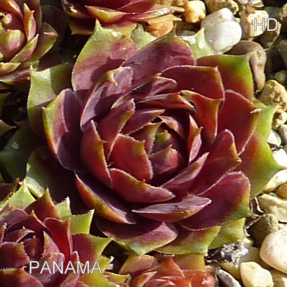 Panama
