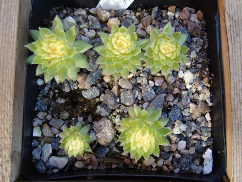 Sunburst