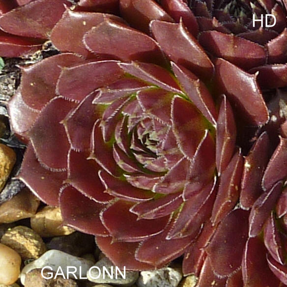 Garlonn / Jovi