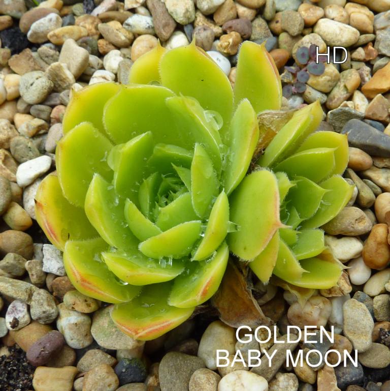 Golden Baby Moon / Jovi