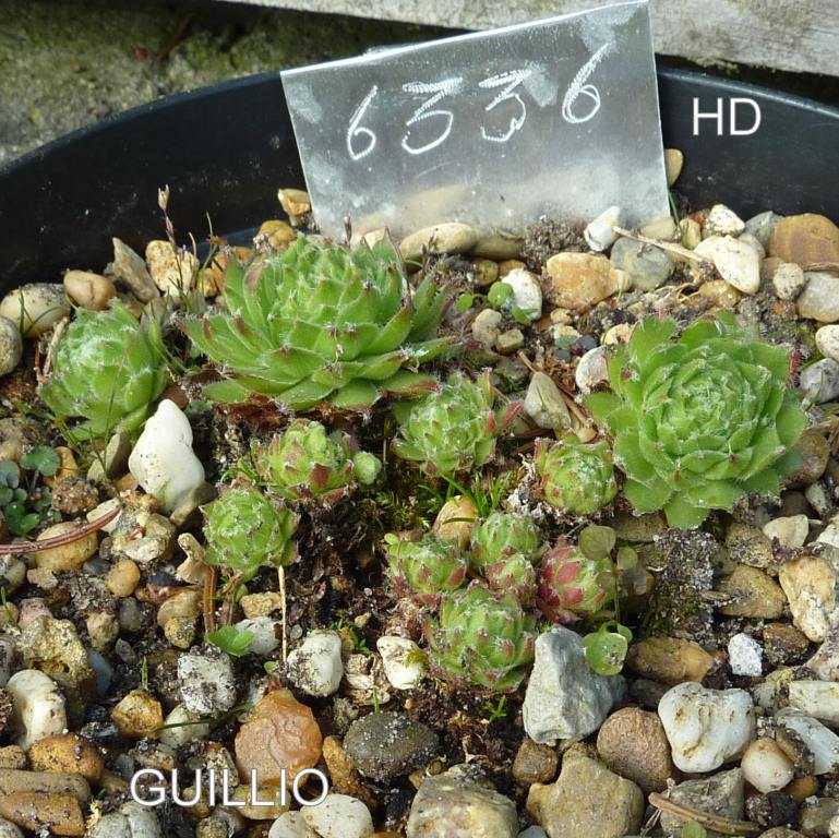 Guillio