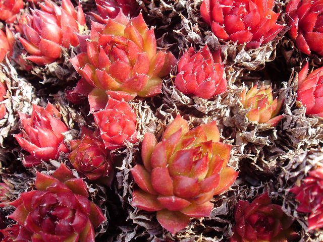 Glowing Embers