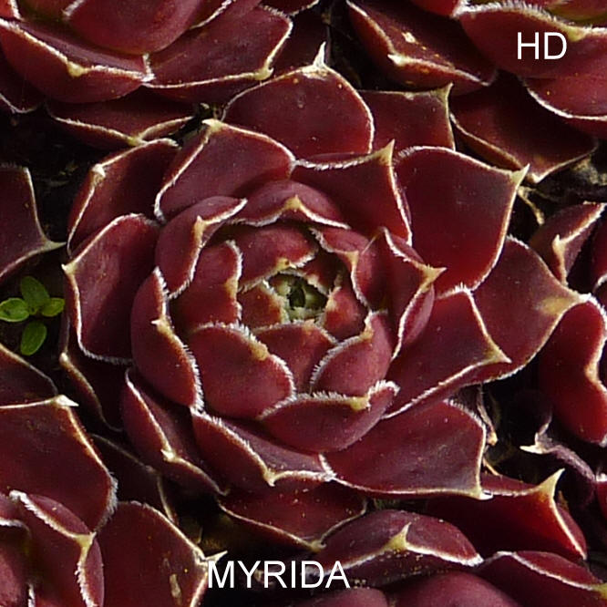 Myrida / Jovi