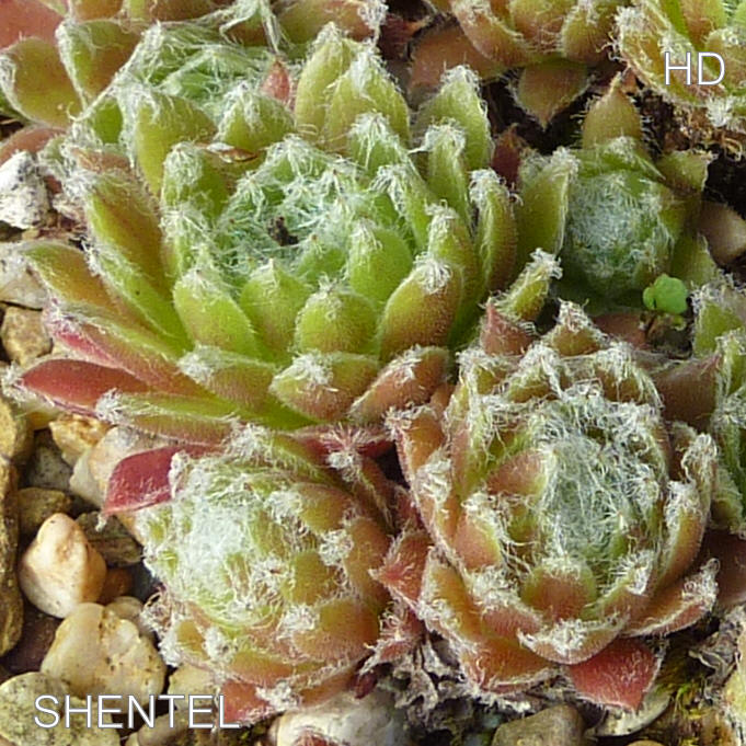 Shentel