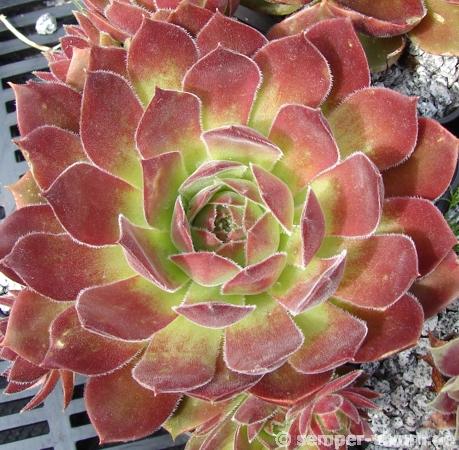 Spanish Dancer