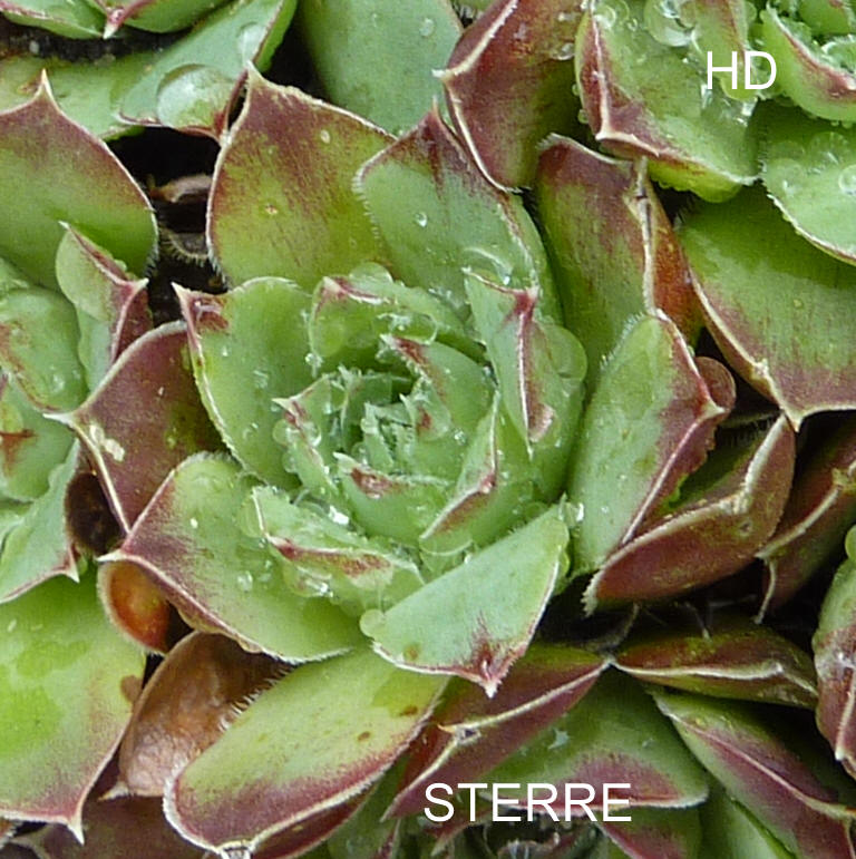 Sterre / Jovi