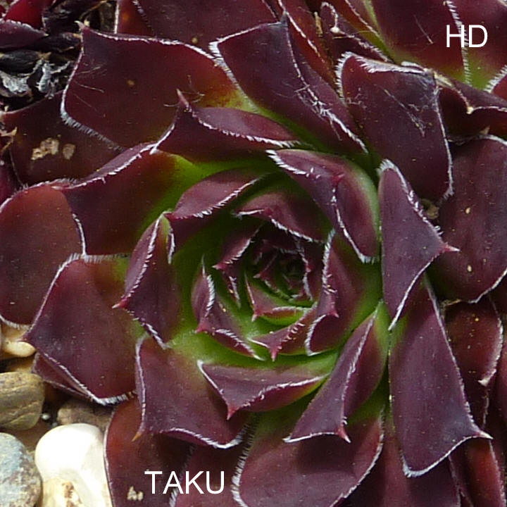 Taku / Jovi