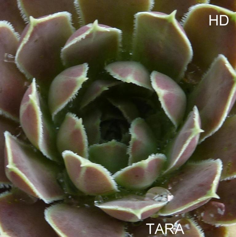 Tara / Jovi