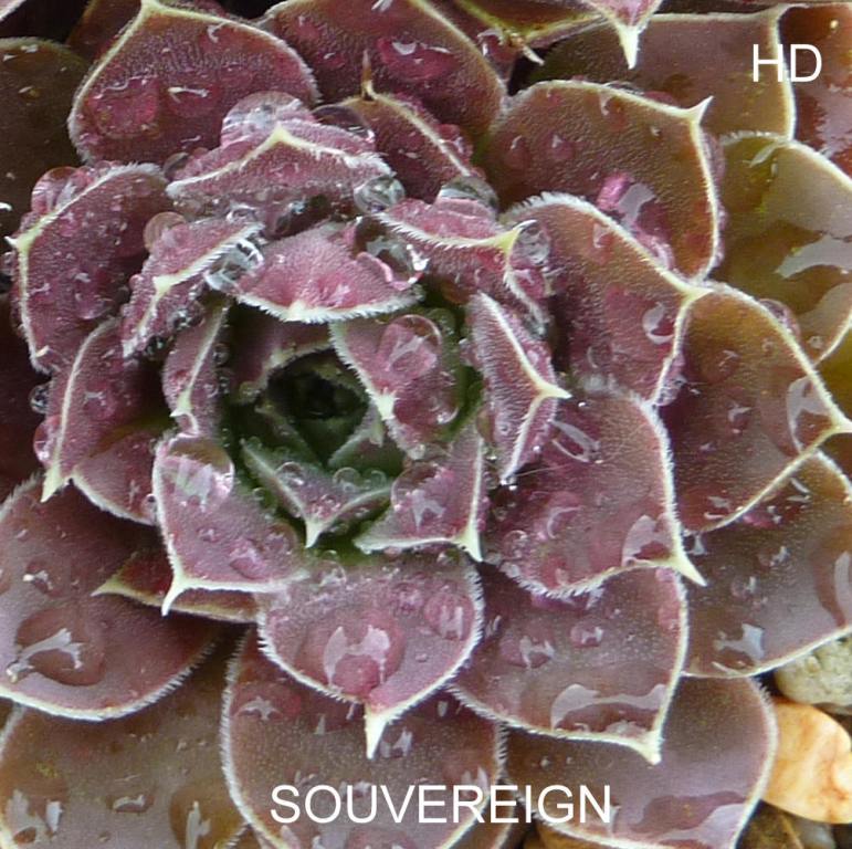Souvereign / Jovi