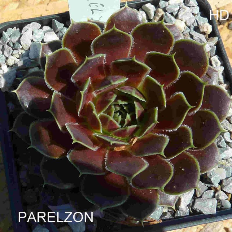 Parelzon / Jovi
