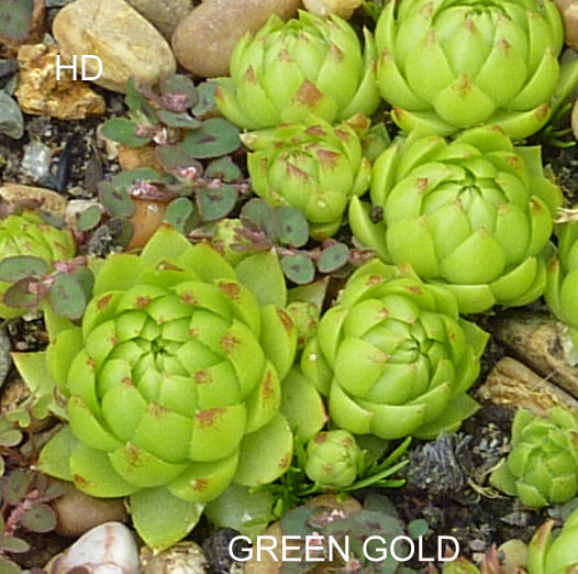 Green Gold / Jovi