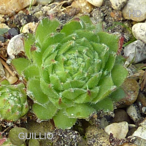 Guillio